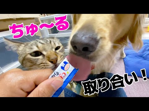 ちゅ〜るを取り合うまるとみーちゃん！