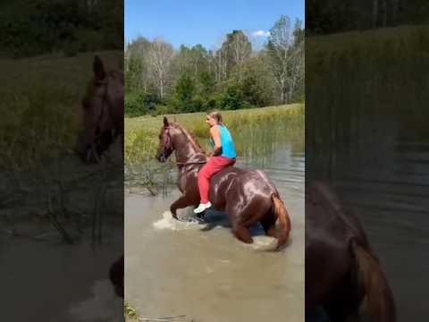 marcha #cavalo #pecuarista #cavalos #playvaquejada #horse #marchadores #vaquejada #fazenda #agro