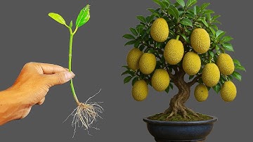 Super-stimulating propagation technique helps JACKFRUIT trees grow 10 times faster