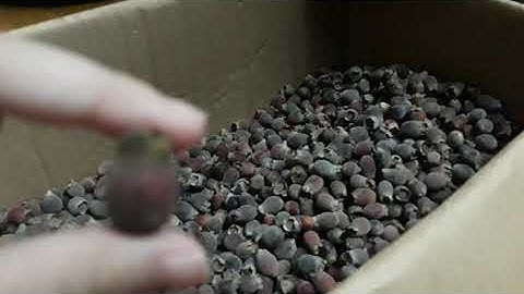 Hướng dẫn cách ngâm rượu sim ngon Informational, Transactional