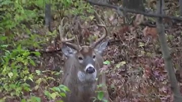 Deer Decoys in Action