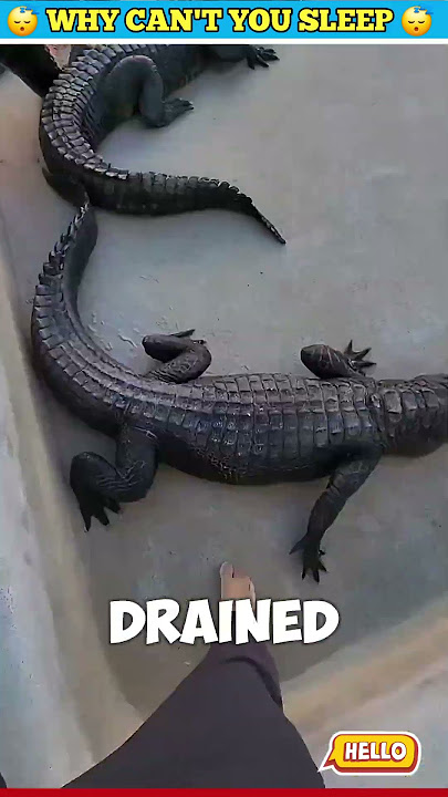 after too many days crocodile here 🐸
