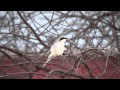 Loggerhead Shrike Vocalizations