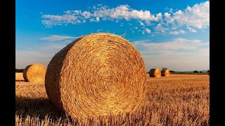 Farm bankruptcies down in'20