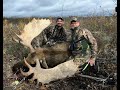 Giant Alaskan Yukon Moose shot with bow at 25 yards