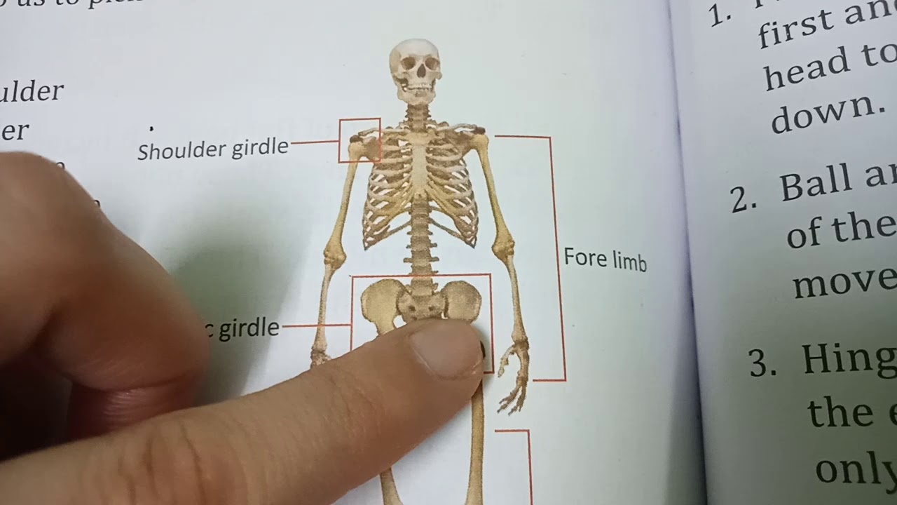 Class 5 Ch 4 Our Skeletal System Part 5 YouTube