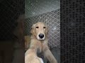 Random golden retriever #goldenretriever