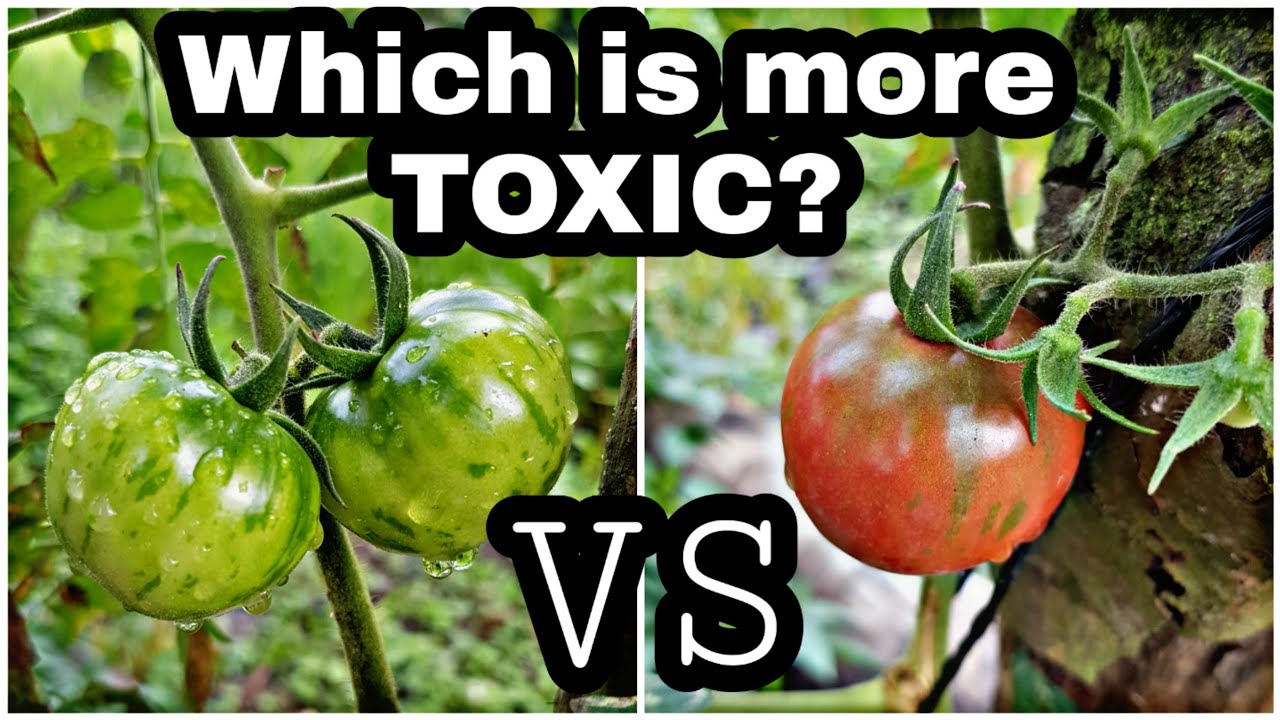 Is green tomato toxic? YouTube