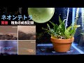 ネオンテトラの繁殖 稚魚の生存率85パーセント