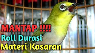 Pleci Montanus/ Monty Mata Putih Roll tembak Durasi Paruh Sobek-Sobek