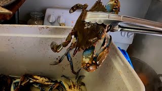 Catching dinner in the backyard! Blue crab, catch, and cook! 🦀