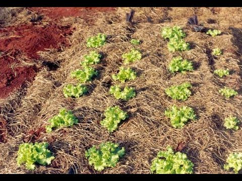 Vídeo: Agrotécnica De Plantio Compactado De Hortaliças-2