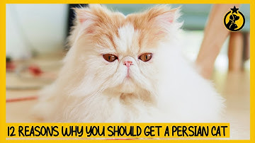12 Reasons Why You Should Get a Persian Cat