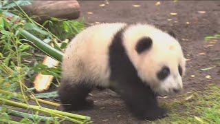 It's panda-monium in San Diego!