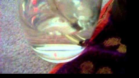 home brewing airlock in action