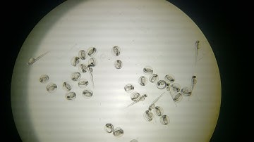 Zebrafish embryos and larvae, 2 days post-fertilization