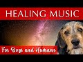 Healing Music for Dogs and Humans [Deep Relaxation]