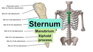 Sternum Manubrium Xiphoid Process Clavicular Notch Chest Bone Dr Ghanshyam Jangid