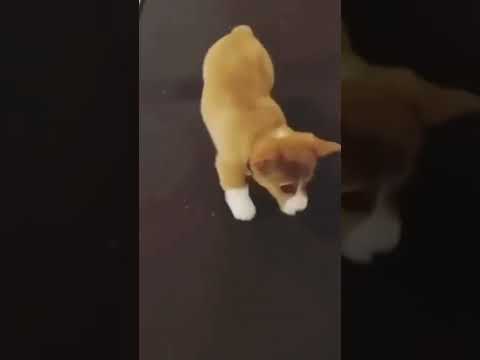Corgi Shakes his