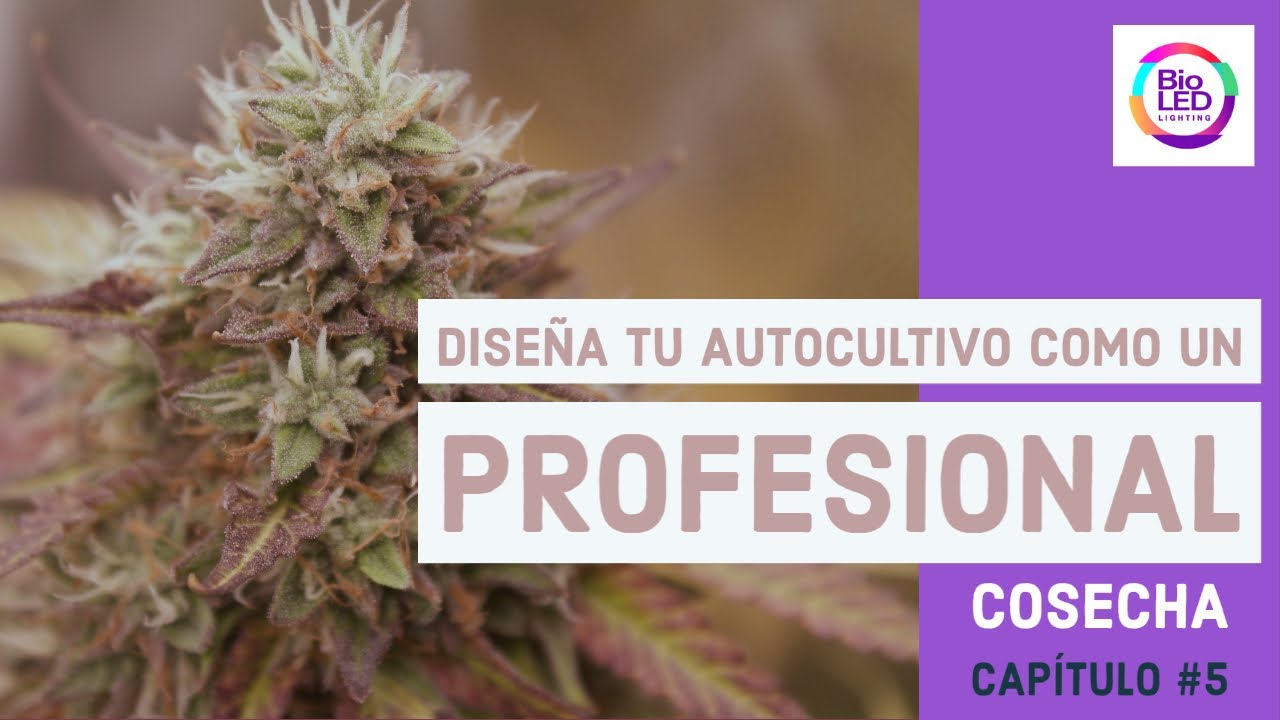 Diseña tu sala para cultivar cannabis como un profesional - COSECHA SECADO Y CURADO