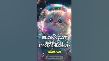 Have a Blast with ElonXCat in the World of Meme Coins 🌌 || ELONXMUSK & SPACEX MEME COIN ||