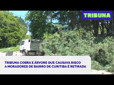 Tribuna cobra e árvore que causava risco a moradores de bairro de Curitiba é retirada