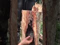Madu kelulut #viral #shortvideo #shorts