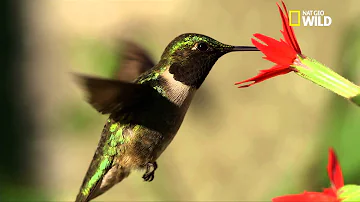 Où niche le colibri ?