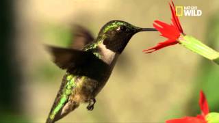 Le colibri à gorge rubis Resimi