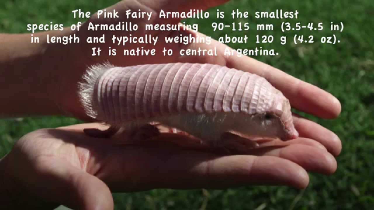 10 Of The Worlds Smallest Animals YouTube