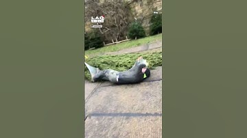 Lad jumps through Christmas tree netting 💀 (🎥: CONTENTbible)