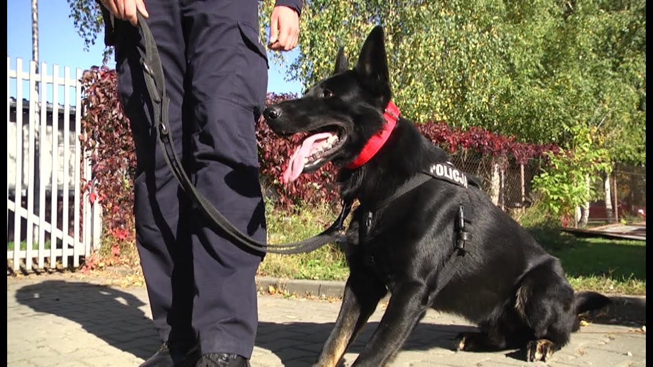 Policyjny pies odnalazł 85-latka