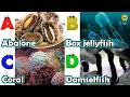 ABC phonics animals | ABC Sea Animals song | English and Animals for Kids | Alphabets Kids Song