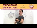 Muscles of Breathing | Inspiration/Inhalation