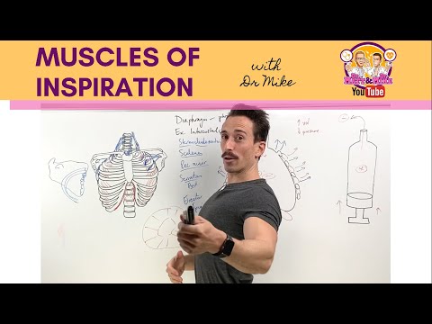 Video: Care mușchi sunt implicați în expirație?