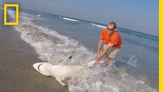 Watch: Man Straddles Shark On Beach to Save It | National Geographic