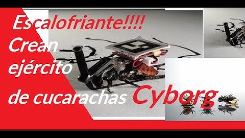 ESCALOFRIANTE EJÉRCITO; Universidad japonesa desarrolla control remoto para guiar cucarachas cyborg