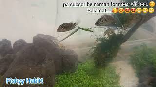 Flowerhorn Sa Planted Tank