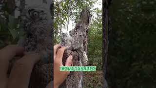 Знакомьтесь серый исполинский козодой!