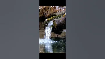 صوت خرير الماء The Sound Of Trickling Water 