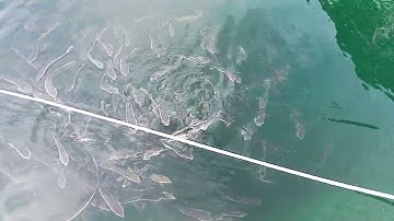 Cá bớp, không ý tưởng @krishnguyen8542 #cábớp