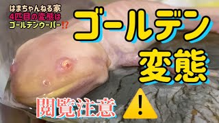 ⚠️【閲覧注意】上陸したゴールデンウーパールーパー(我が家で4匹目)登場