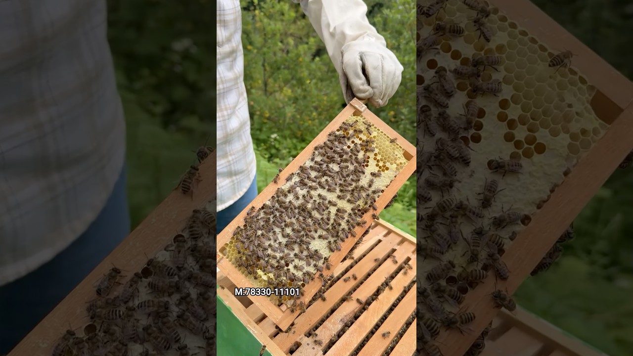 Rarest Honey From Himachali Local Honeybees😱 #youtubeshorts