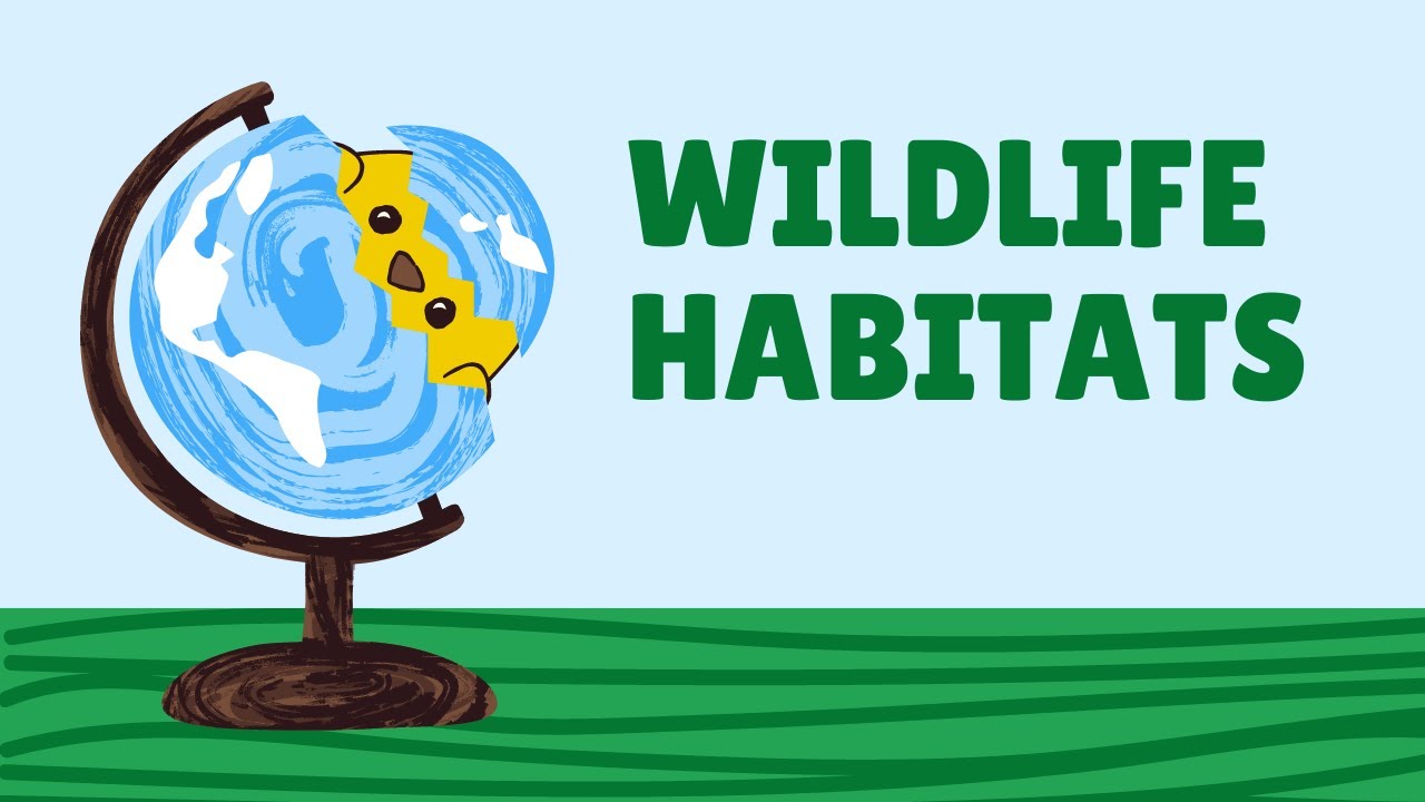 Wildlife Habitats YouTube