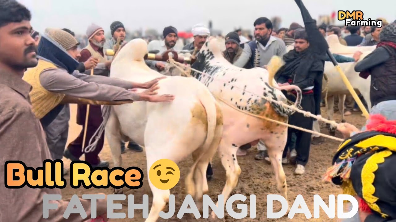 Fateh Jangi Dand Bull Race 🐂 | Danda De Dhor Ka Zabardast Muqabla