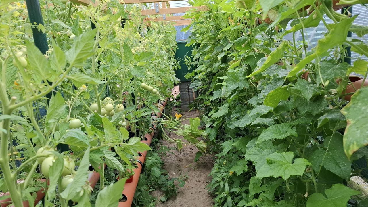 Rok hydroponického pěstování 2025