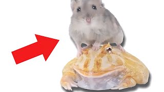 Frogrider&#39;s hamster is preyed upon【WARNING LIVE FEEDING】