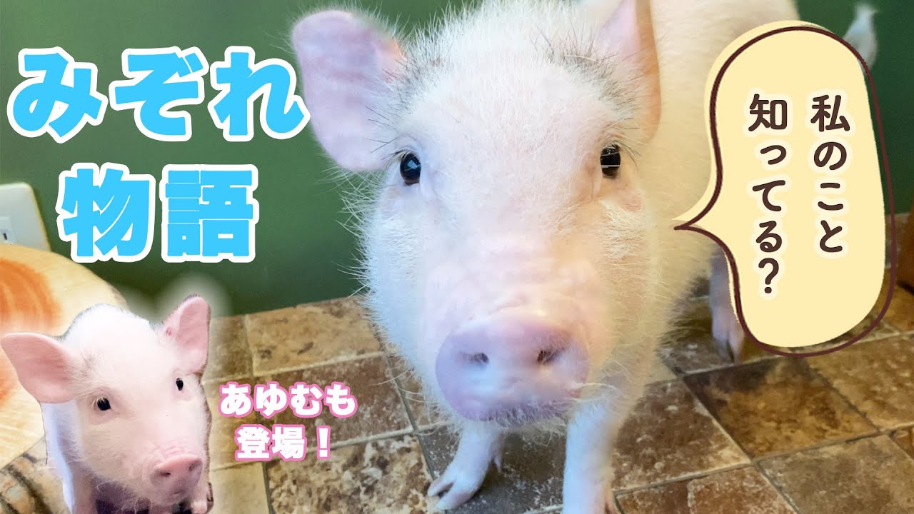 みぞれ物語 あゆむの歩みスピンオフ ミニブタ よりも小さい マイクロ ブタ さん Youtube みぞれ物語 あゆむの歩みスピンオフ ミニブタ よりも小さい マイクロ ブタ さん Youtube