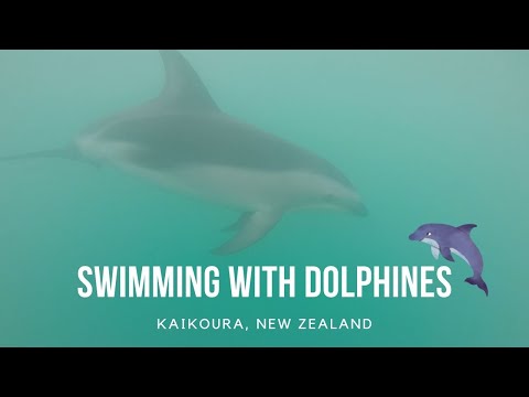 Video: Nya Zeeland Förbjuder Simning Med Delfiner