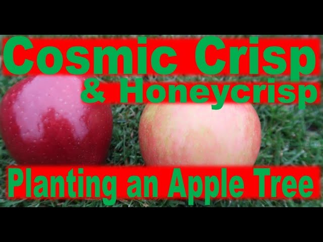 Cosmic Crisp vs. SugarBee smackdown - Adam's Apples